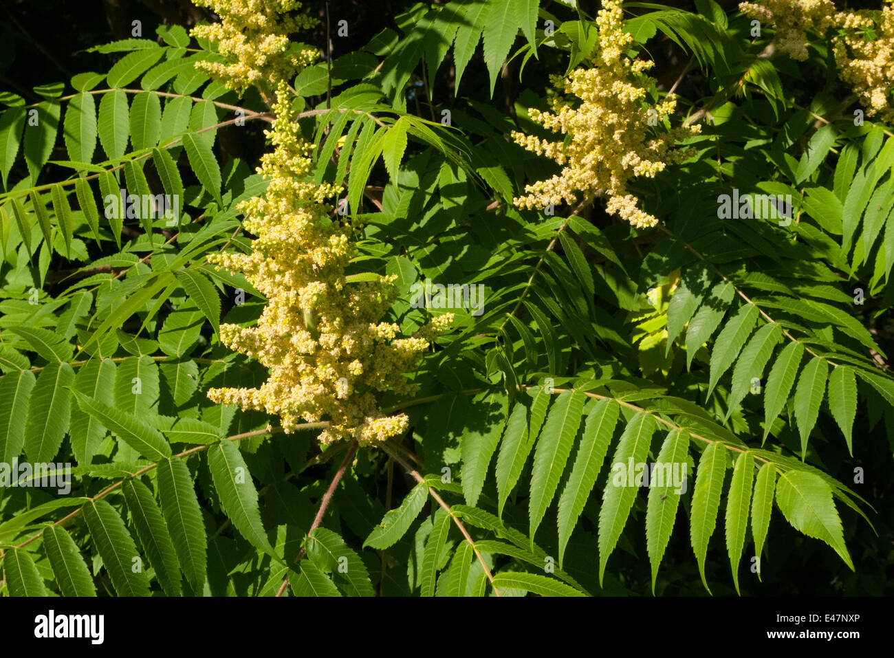 Sumac Blüten. Stockfoto Sumac Blüten. Stockfoto
