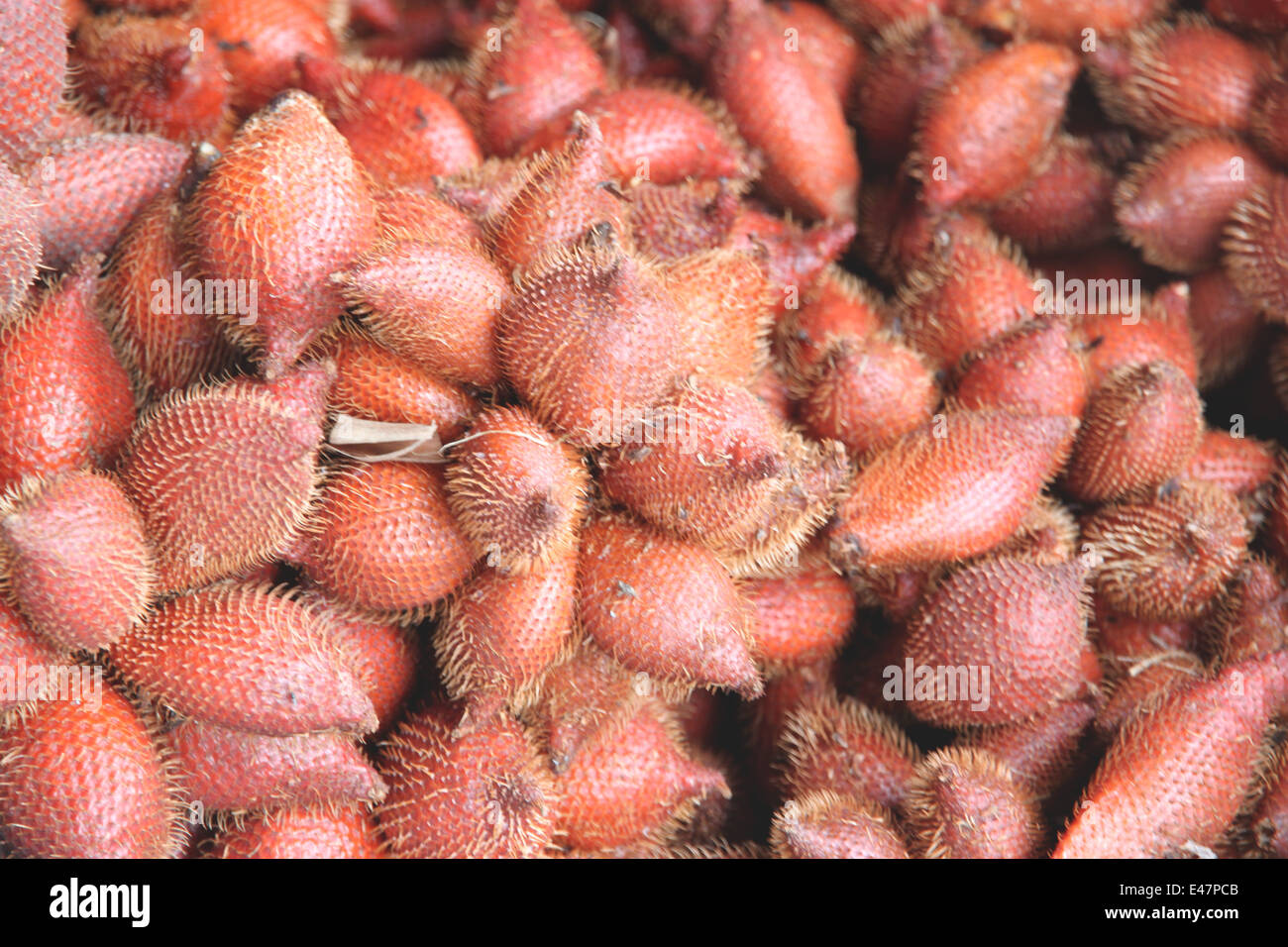 Frische Salacca Edulis Salak Palmenfrucht für Lebensmittel Hintergrund. Stockfoto