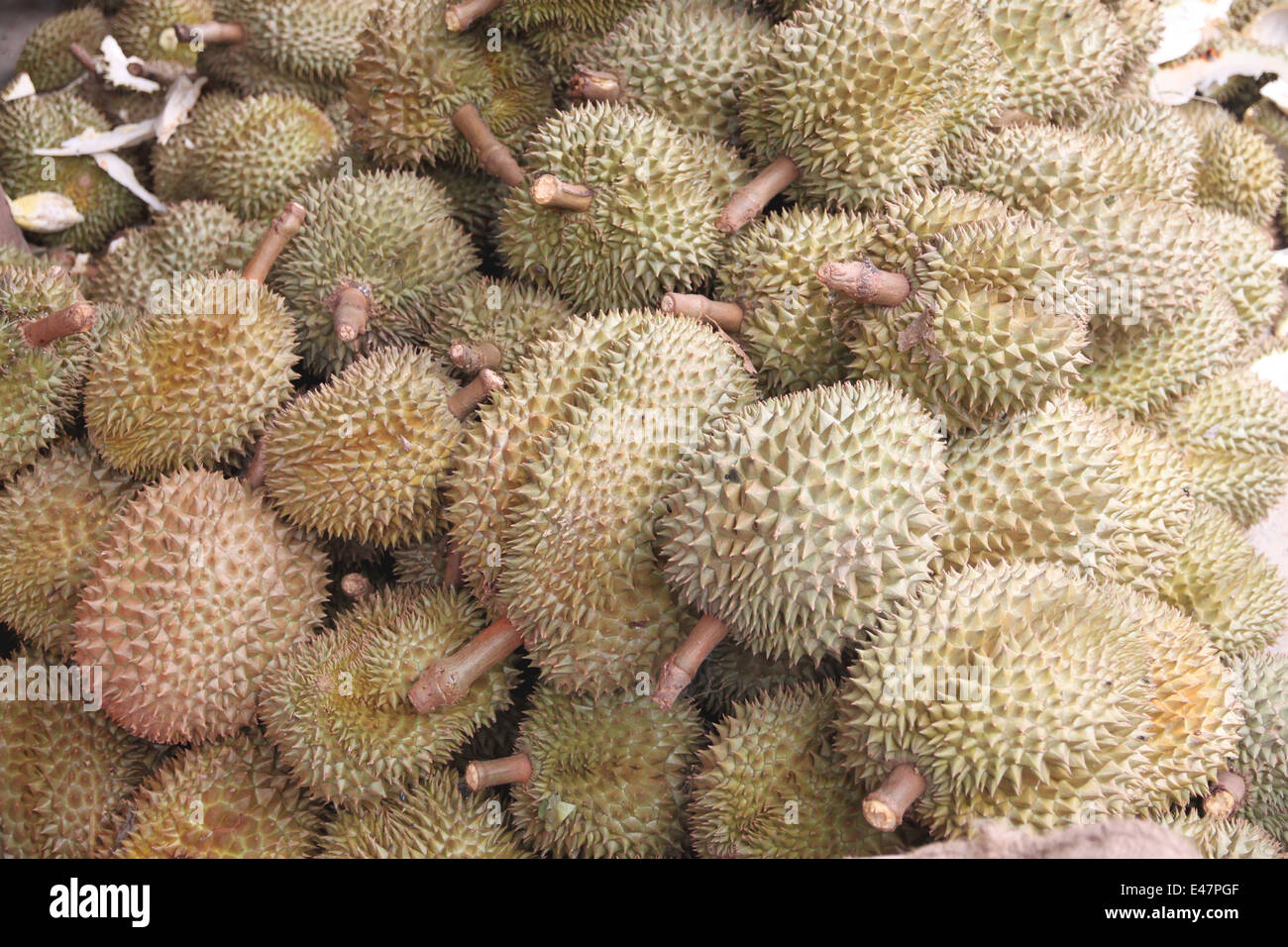 Frische Durian Frucht für Lebensmittel Hintergrund. Stockfoto