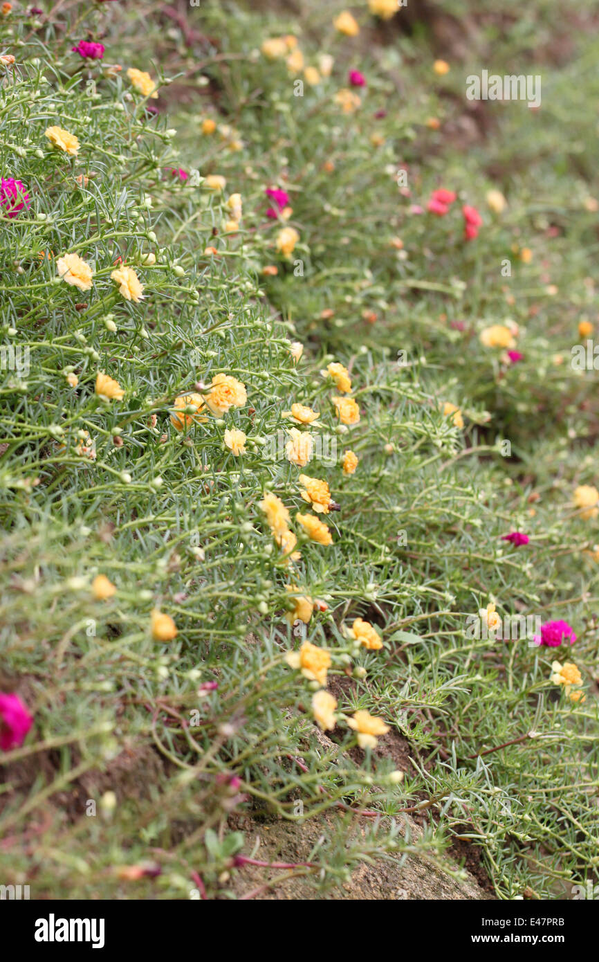 bunte kleine Blumen im Garten. Stockfoto