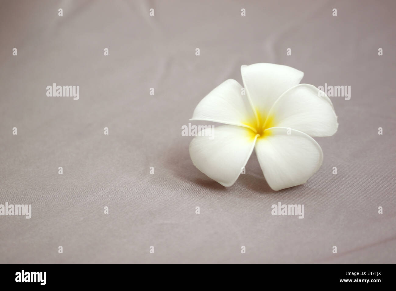 weiße Plumeria auf braunem Tuch Hintergrund. Stockfoto