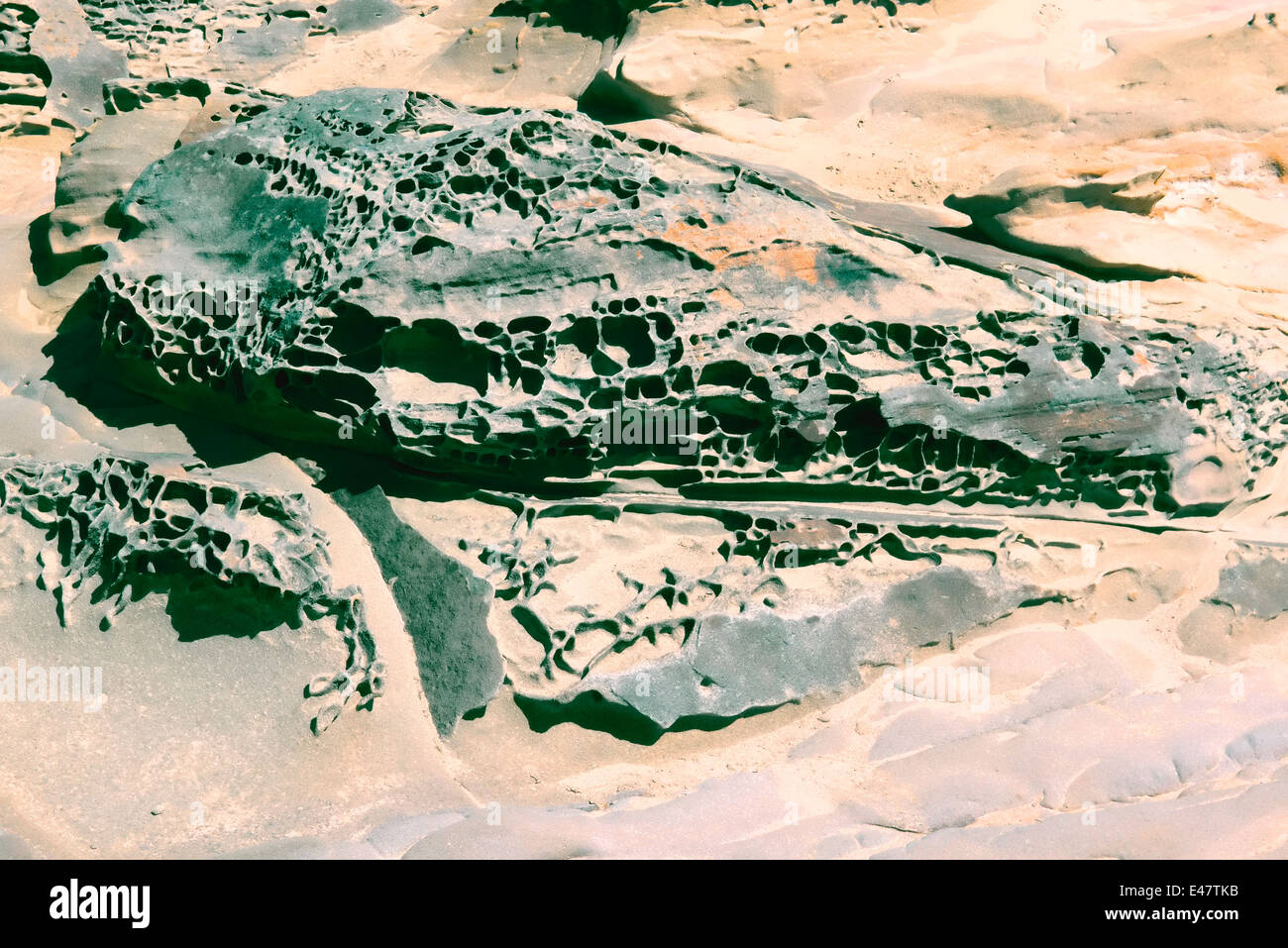 Sand Stein Erosion Beispiel im Salt Point State Park, Sonoma Kalifornien Küste, bekannt als "Tafoni" Stockfoto
