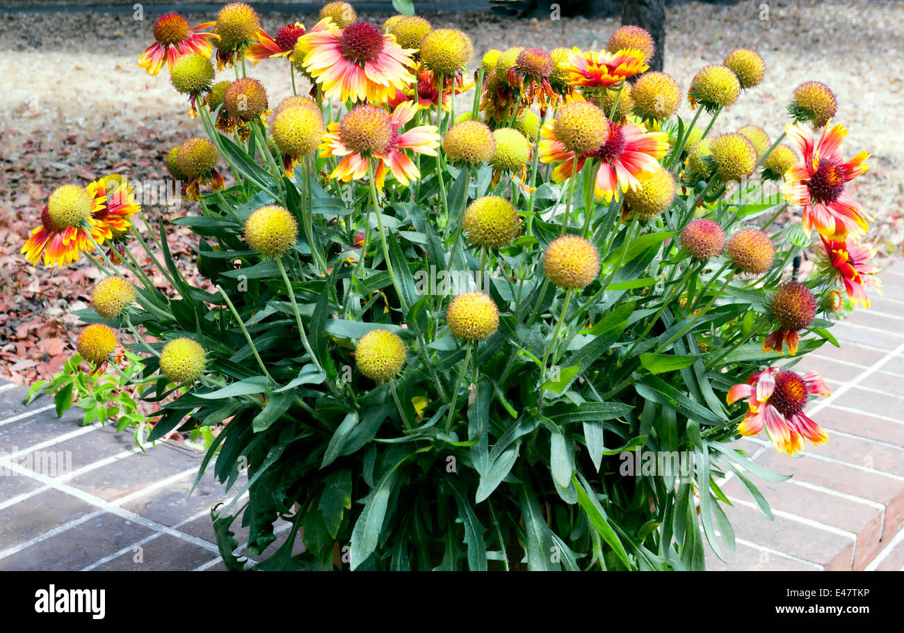 Gaillardia - Blumendecke, eine Gattung von blühenden Pflanzen in der Familie der Sonnenblumen, Stockfoto