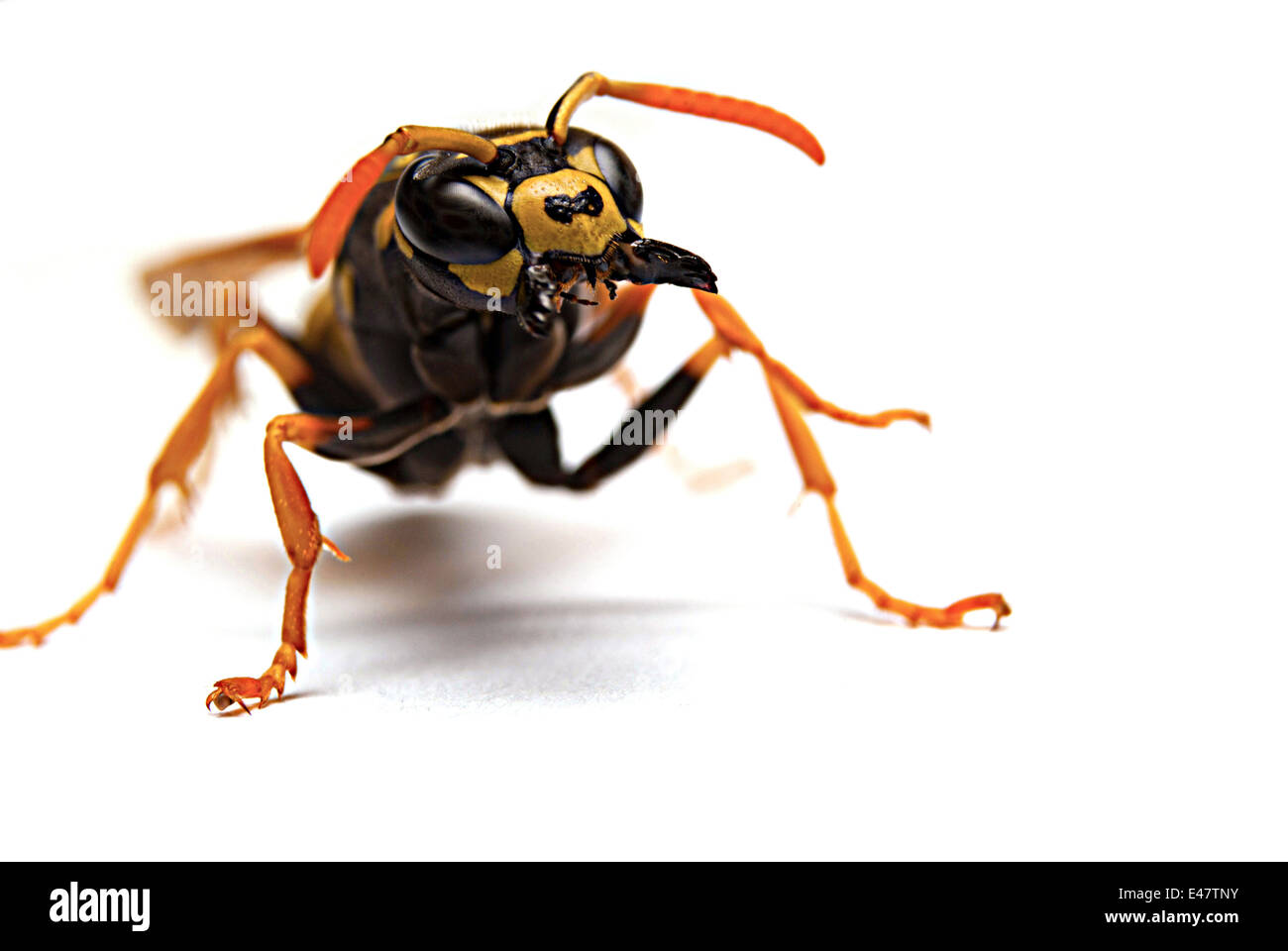 Wespe Angriff mit offenen Mandibeln oder Mund auf weißem Hintergrund Makrofotografie Stockfoto