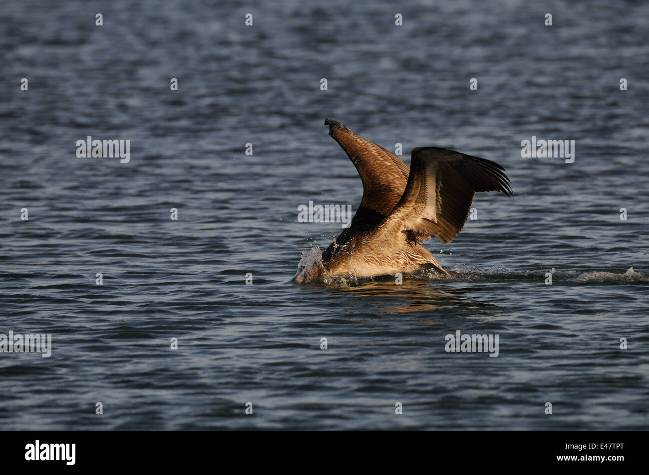 Braune Pelikane fliegen, am Strand, im Golf von Mexiko an der Ostküste von Florida in der Nähe von Fort De Soto, Sankt Petersburg, Vereinigte Staaten Stockfoto