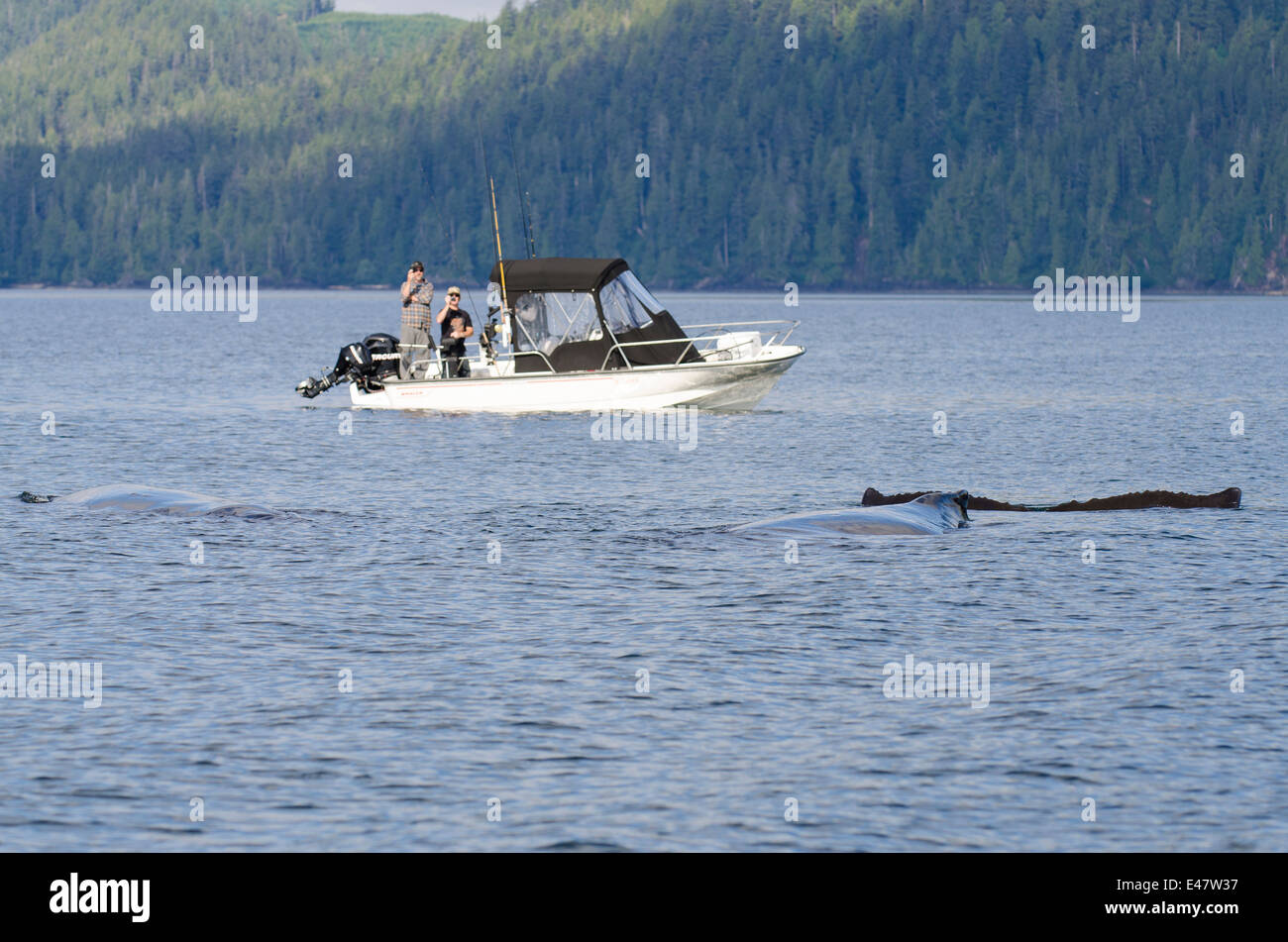 Die Fischer beobachten Buckelwale Impressionen Novaeangliae Filomi Sound, Port Alice, Vancouver Island, British Columbia, Kanada. Stockfoto