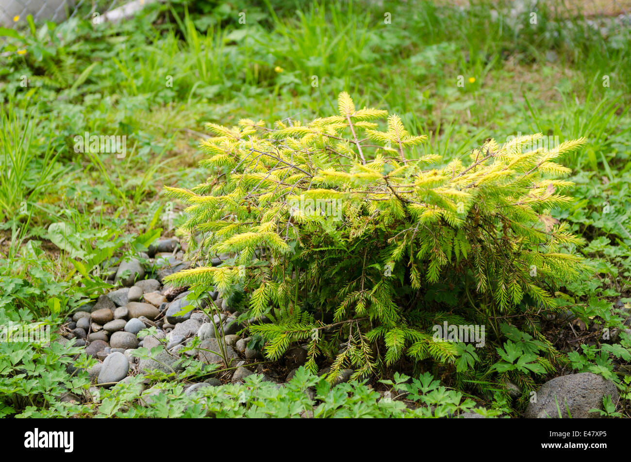 Eine seltene Goldene Fichte Baum, Queen Charlotte City, Haida Gwaii, Queen Charlotte Islands, British Columbia, Kanada. Stockfoto