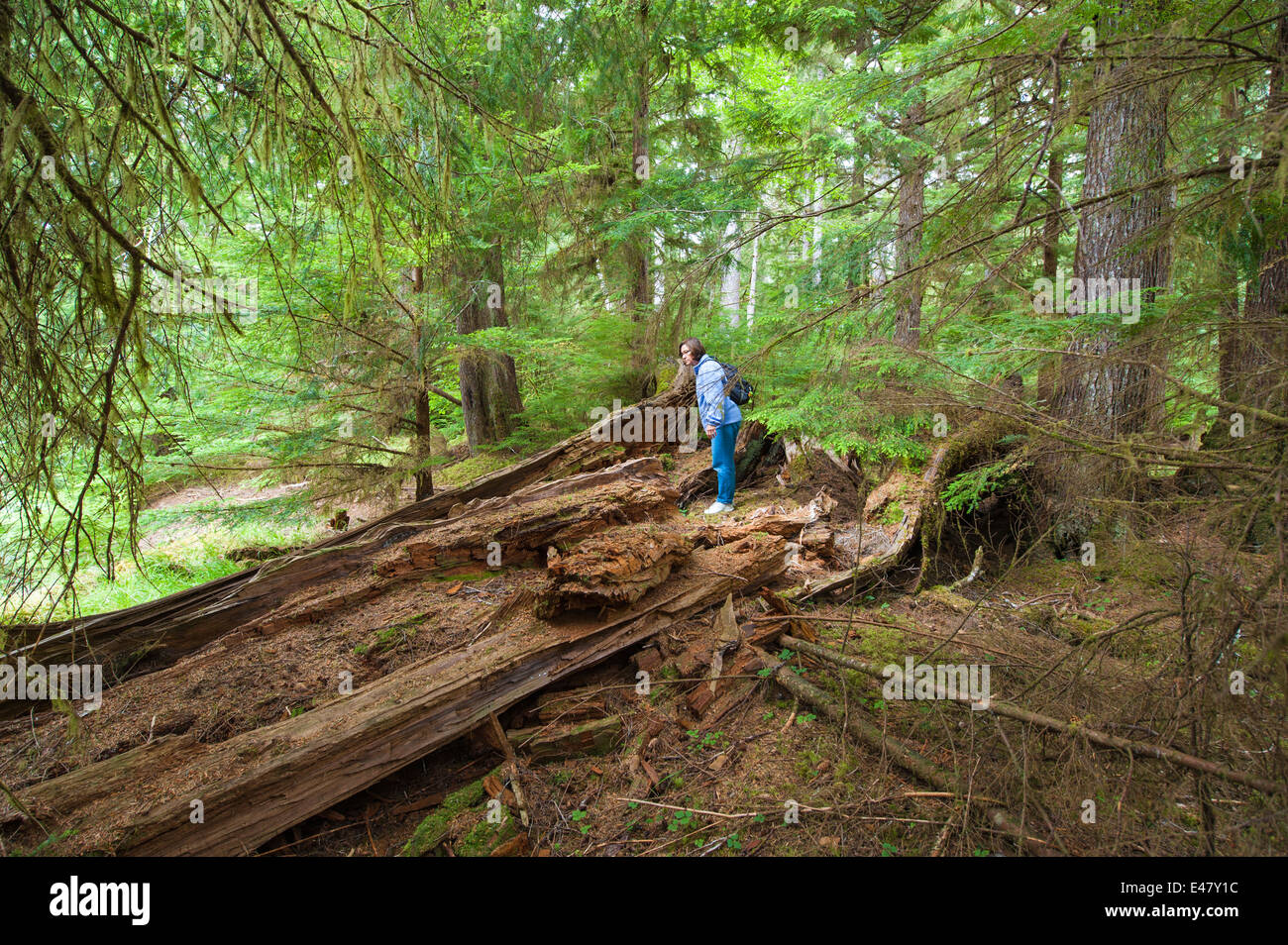 Frau beim Wandern im Regenwald-Regenwald des Naikoon Provincial Park, Haida Gwaii, Queen Charlotte Islands, British Columbia, Kanada. (MR) Stockfoto