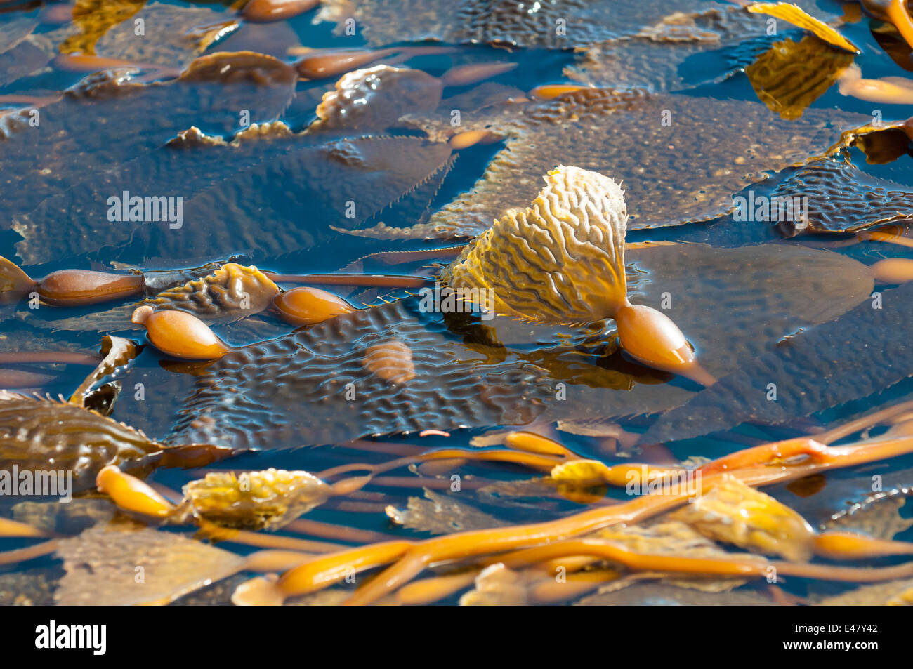 Floating Seetang Algen Algen Pflanzen marine Forest Bed Haida Gwaii, Queen Charlotte Islands, Bc, British Columbia, Kanada. Stockfoto
