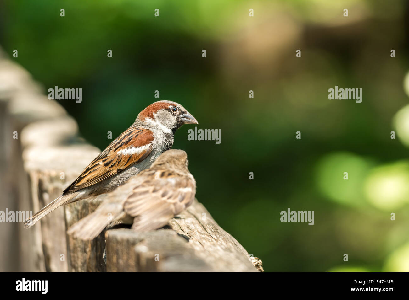 Zwei kleine Spatzen sitzen auf einem hölzernen Zaun Stockfoto