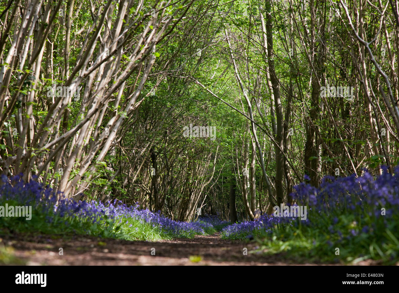 Bluebell Holz Stockfoto