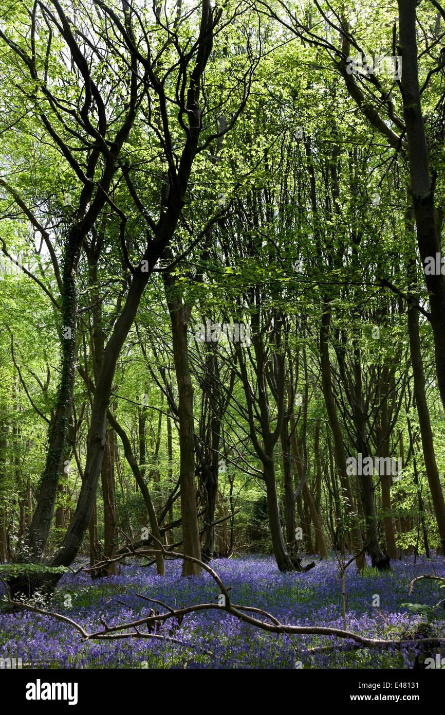 Bluebell Holz Stockfoto