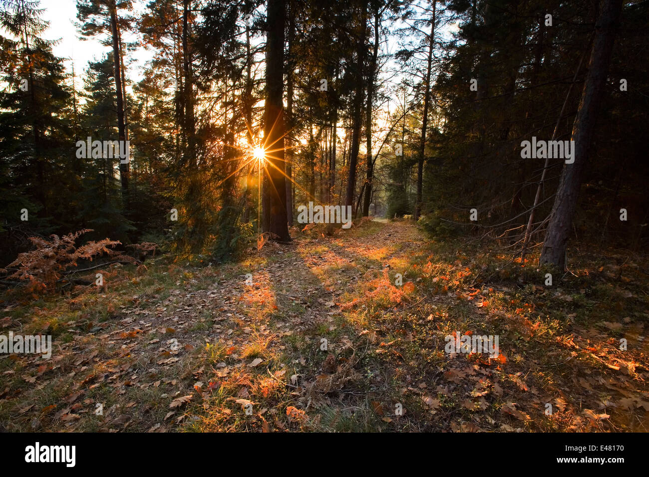 Sonnenstrahlen durch den Wald in herbstlichen Zywiec, Polen Stockfoto