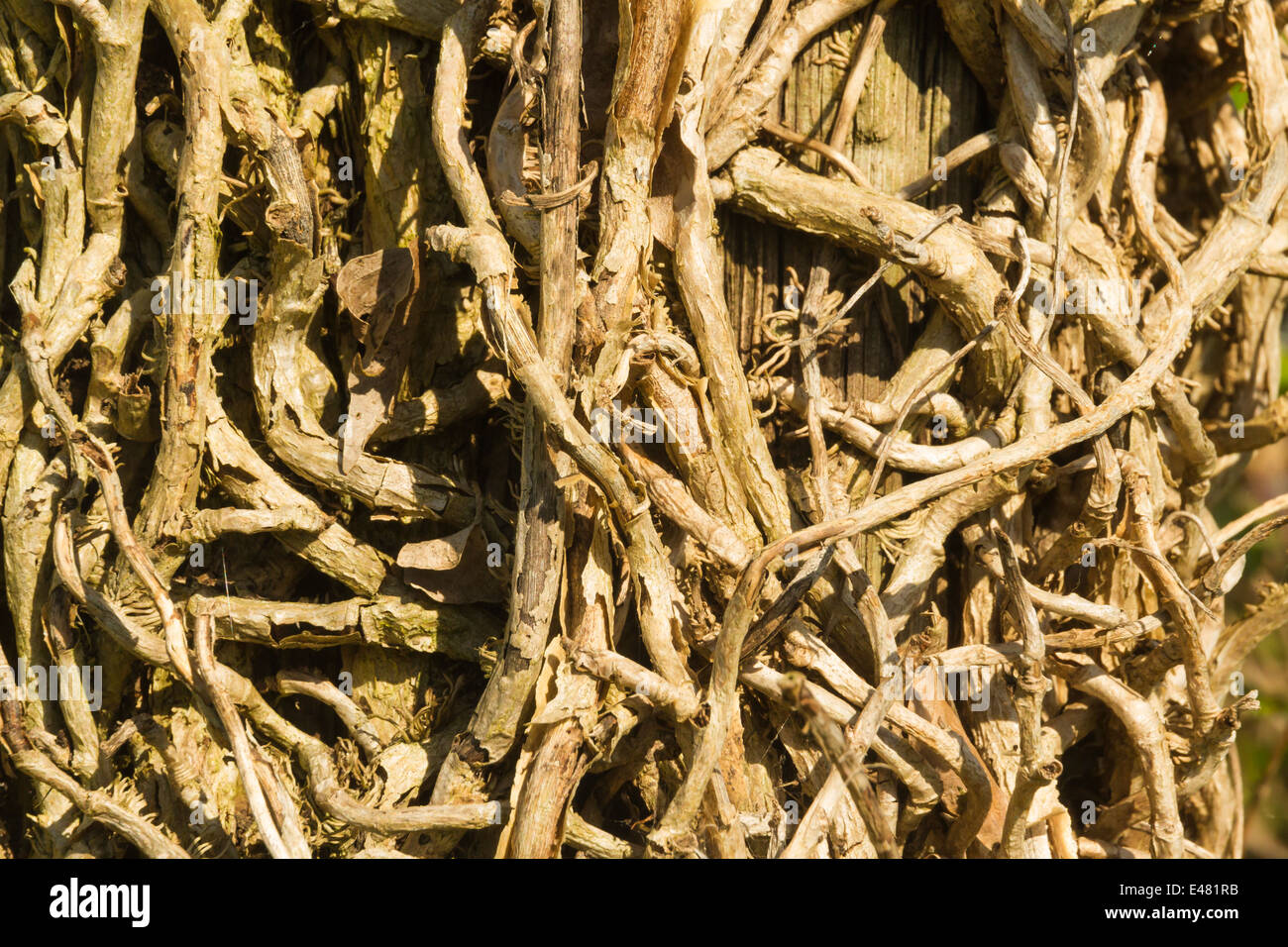 Gewirr von Efeu Reben oder Zweige gegen Holzzaun, Hedera Helix, Efeu UK. Stockfoto