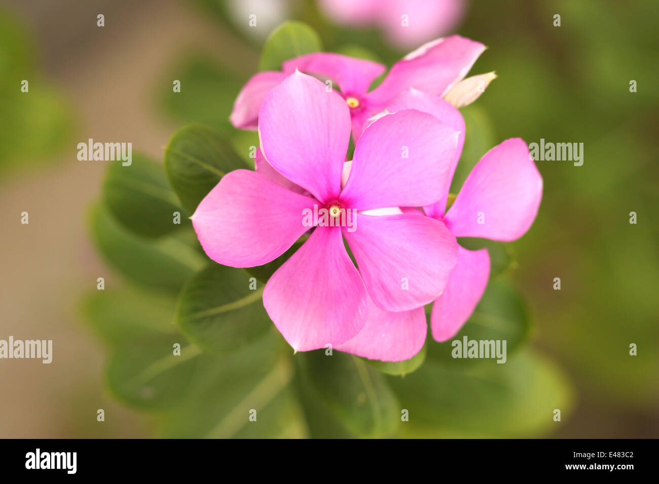 Rosa Blüten im Garten für Natur Hintergrund. Stockfoto