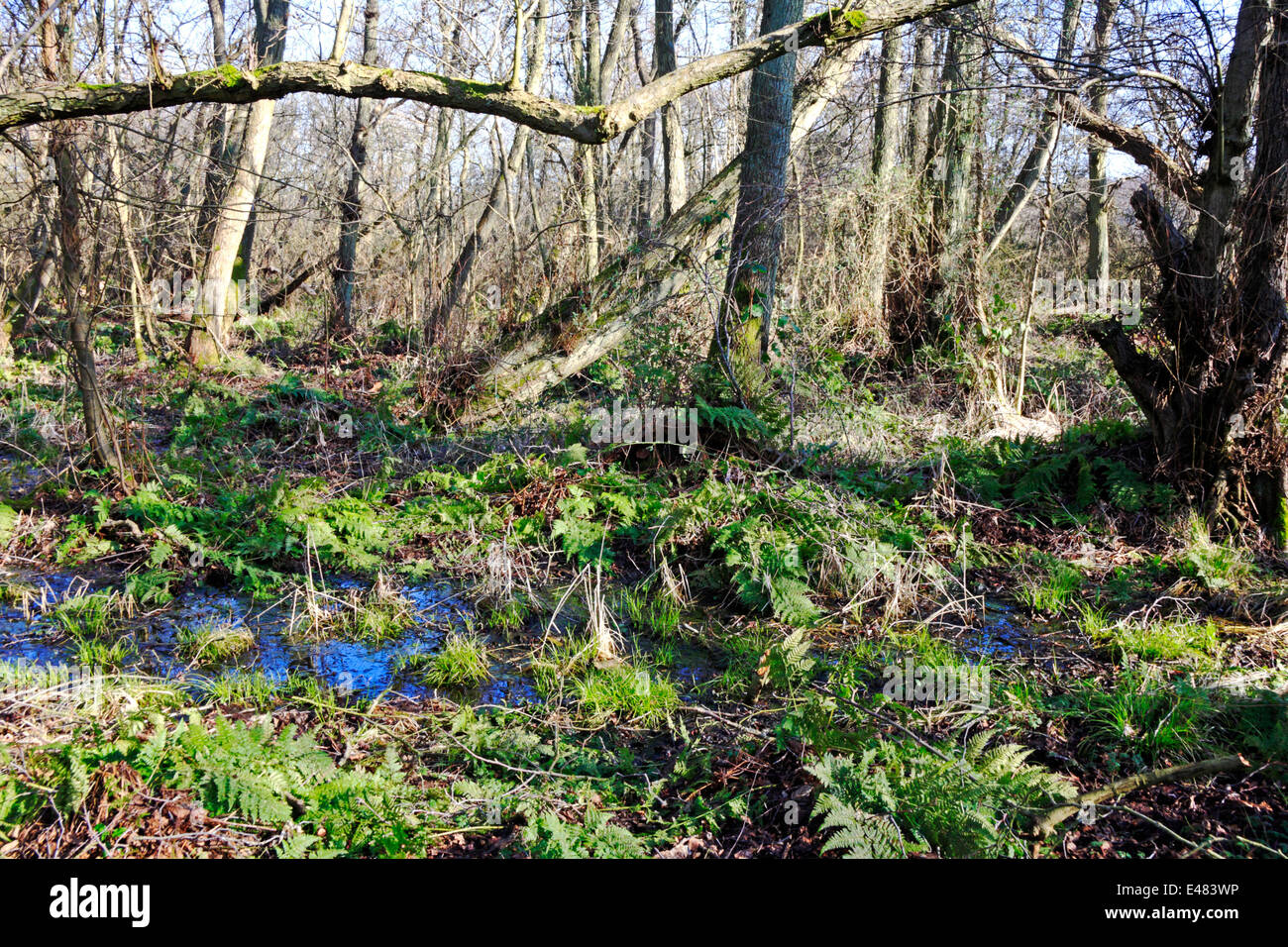 Ein Blick auf Erle Carr Wald im Alderfen breiten Naturreservat in der Nähe von Neatishead, Norfolk, England, Vereinigtes Königreich. Stockfoto