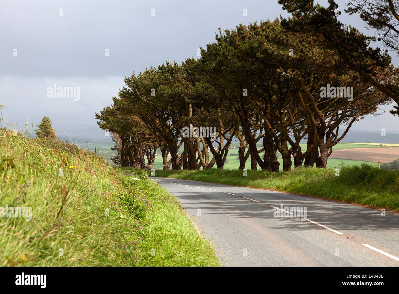 Imposante Straßenbäume in der Nähe von Mathry, Pembrokeshire Stockfoto