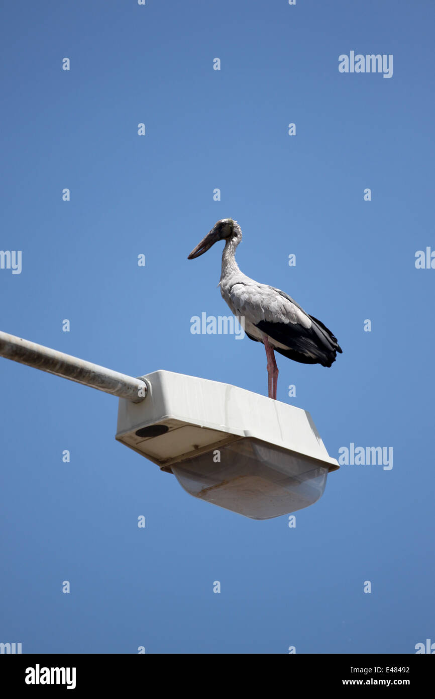 großen Storch stehend auf Top Strom post auf blauen Himmelshintergrund. Stockfoto