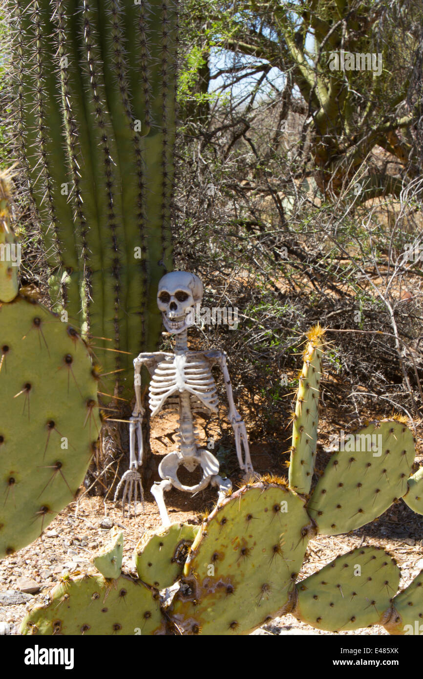 Skelett gelehnt Saguaro-Kaktus in der Wste Einstellung Stockfotografie -  Alamy