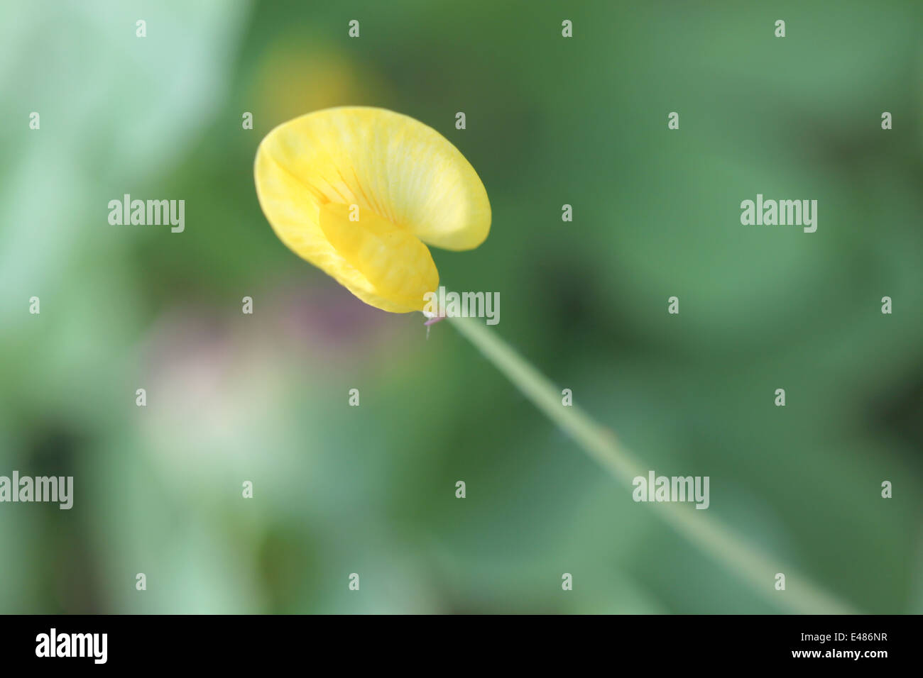 Makroaufnahme einer kleinen gelben Blüten im Garten. Stockfoto