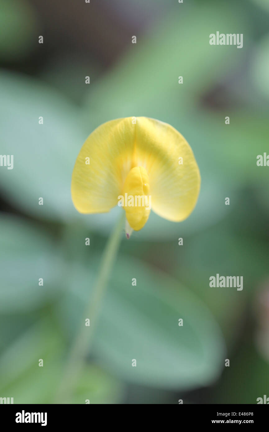 Makroaufnahme einer kleinen gelben Blüten im Garten. Stockfoto