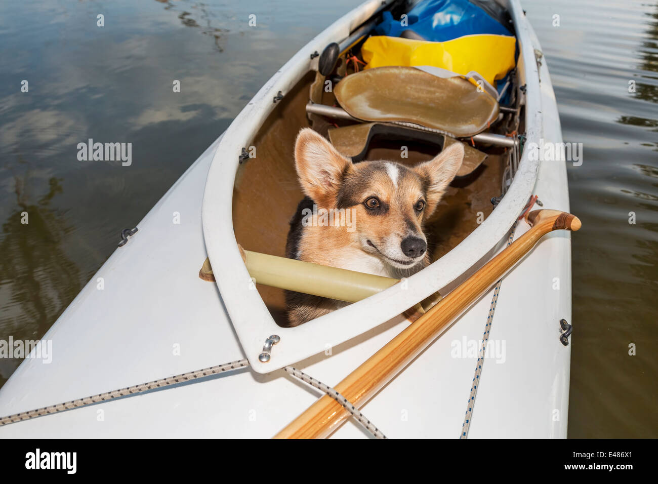 Corgi Hund in einem überdachten Expedition Kanu auf einem See in Colorado, eine verzerrte Weitwinkel fisheye-Objektiv Perspektive Stockfoto