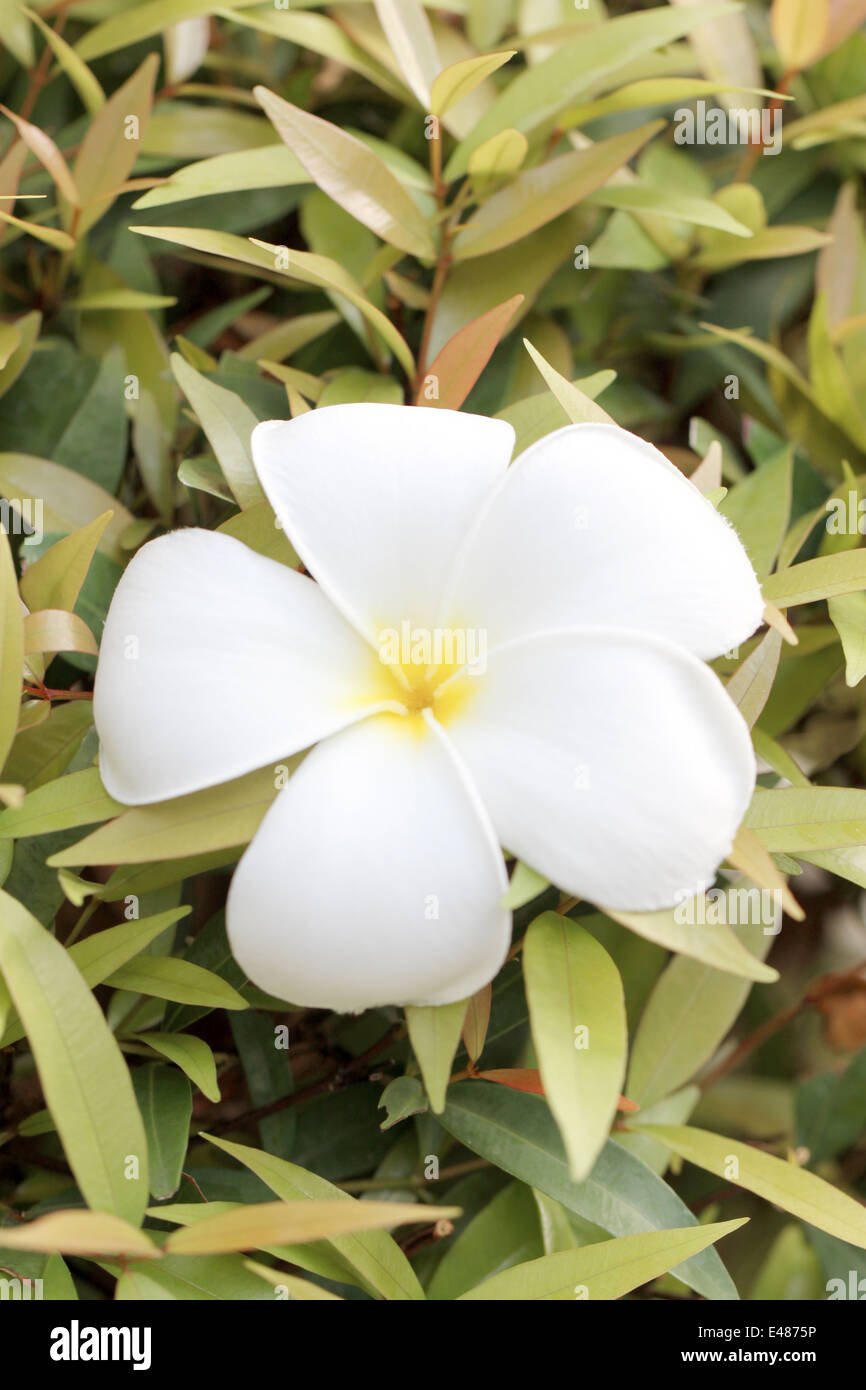 weiße Plumeria auf grünen Blättern Hintergrund im Garten. Stockfoto