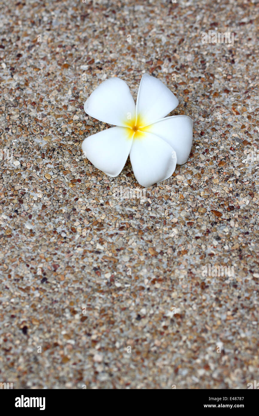 weiße Plumeria Blume auf natürlichen Stein Hintergrund. Stockfoto