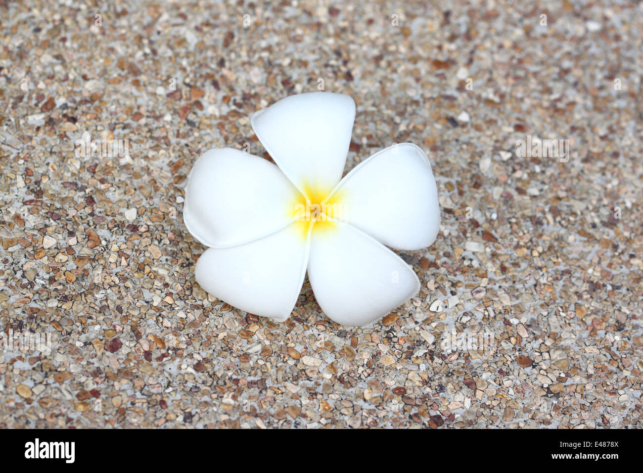 weiße Plumeria Blume auf natürlichen Stein Hintergrund. Stockfoto