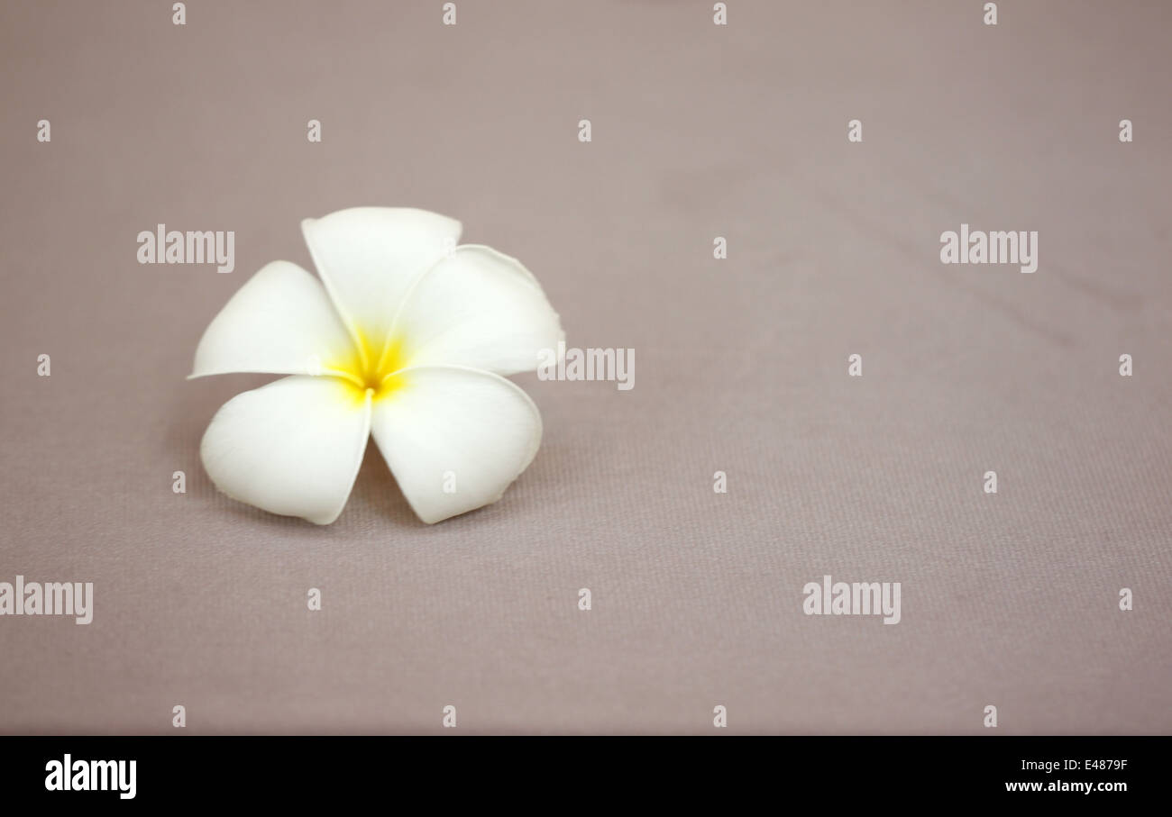 weiße Plumeria auf braunem Tuch Hintergrund. Stockfoto