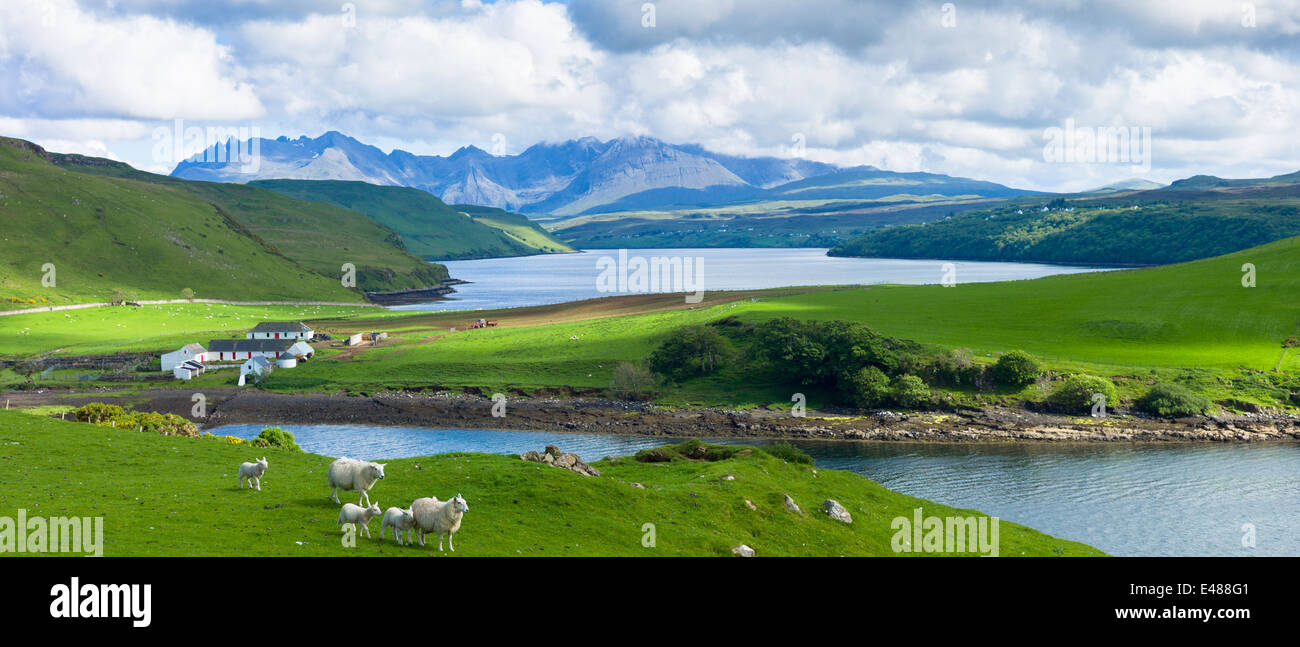 Cuillin Gebirge - Cullins - Croft Farm, Schafe und Loch Harport auf Isle Of Skye in den Highlands und Inseln Schottlands Stockfoto