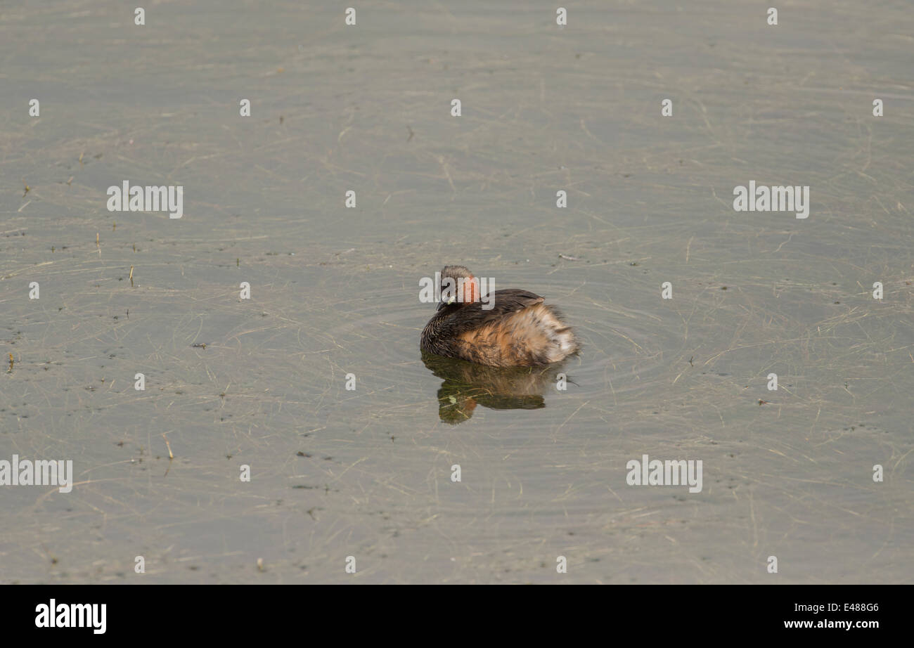 Zwergtaucher (Tachybaptus Ruficollis) schwimmen. Stockfoto