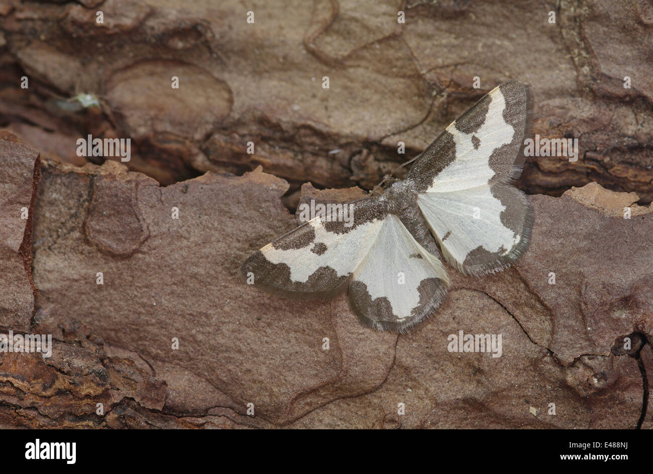 Eine getrübte Grenze Motte - Lomaspilis marginata Stockfoto