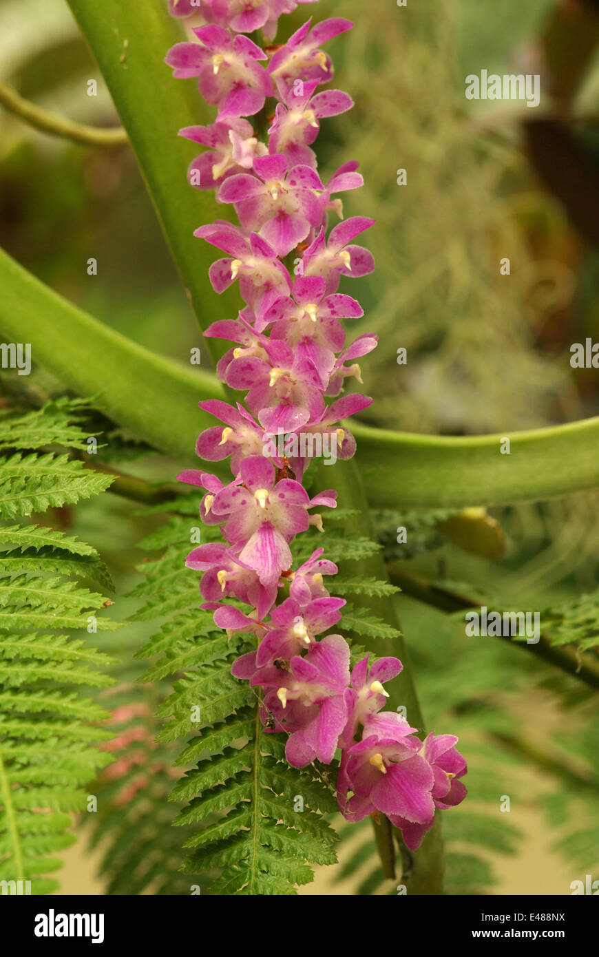 Eine unbekannte tropische Orchidee Stockfoto