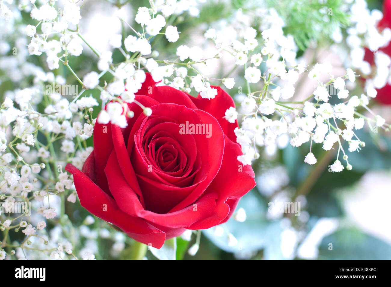 Bouquet Blumen Rosen rot weiße Knospe Blütenblätter hell Gypsophilas Atem Natur natürliche Frische große Geschenk Blume Karte 8. März niemand Stockfoto