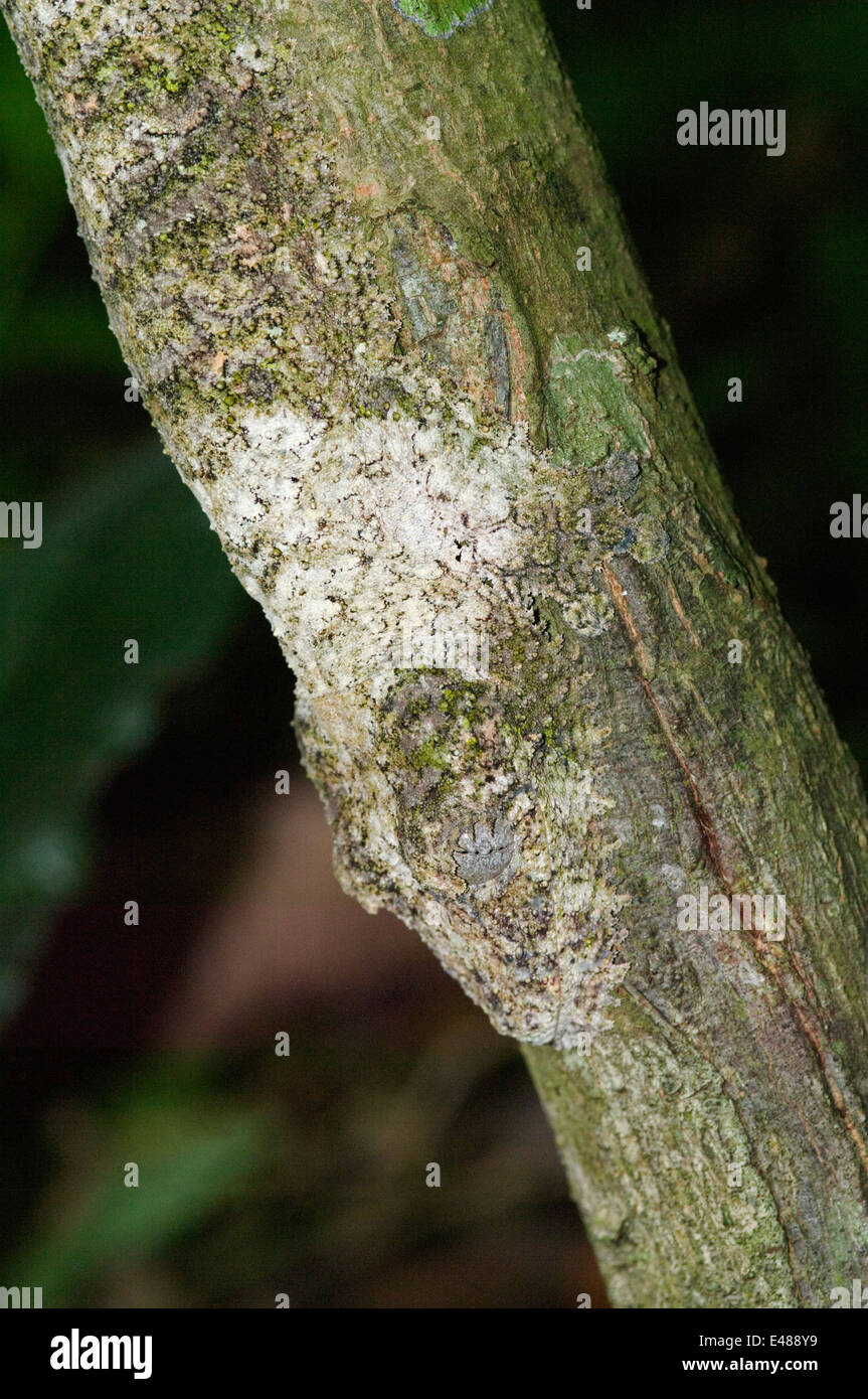 Blatt-tailed Gecko - Uroplatus sikorae Stockfoto