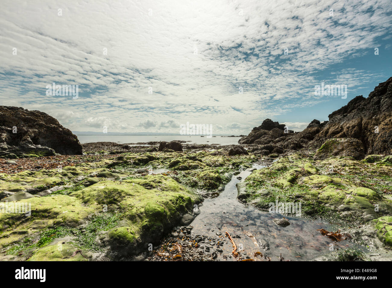 Heitere Landschaft mit Algen und Felsen an einem Sommertag Stockfoto