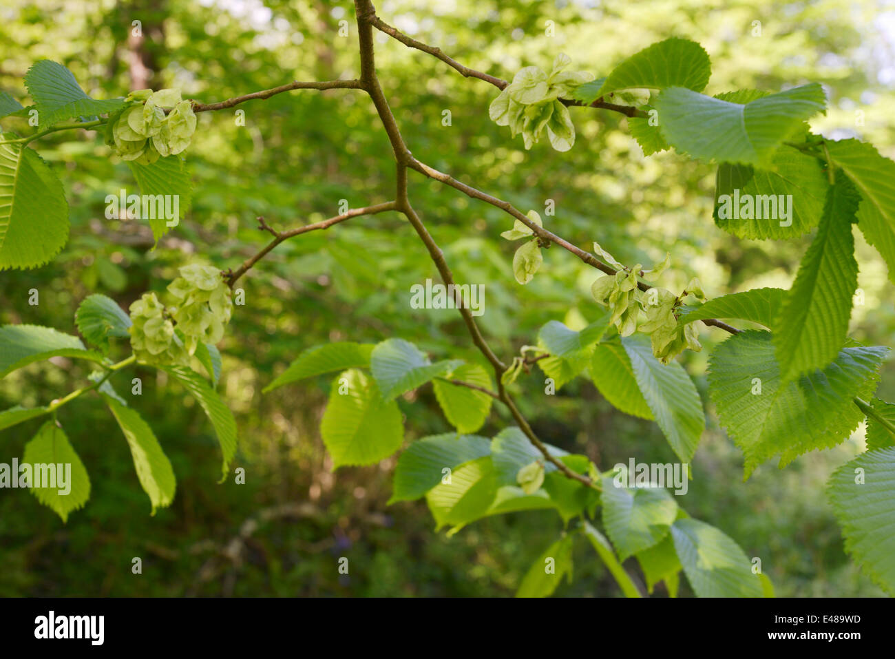 Samara oder geflügelten Samen von Ulmus Glabra, Wych Ulme, Wales, UK. Stockfoto