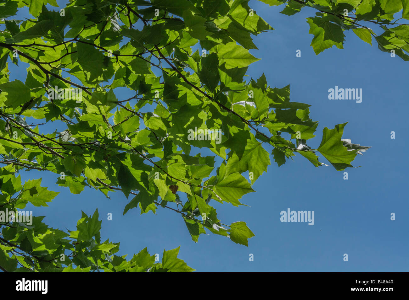 Zweige und Blätter von Buche/Fagus sylvatica im Sommer Sonnenlicht Filterung durch das Laub. Stockfoto