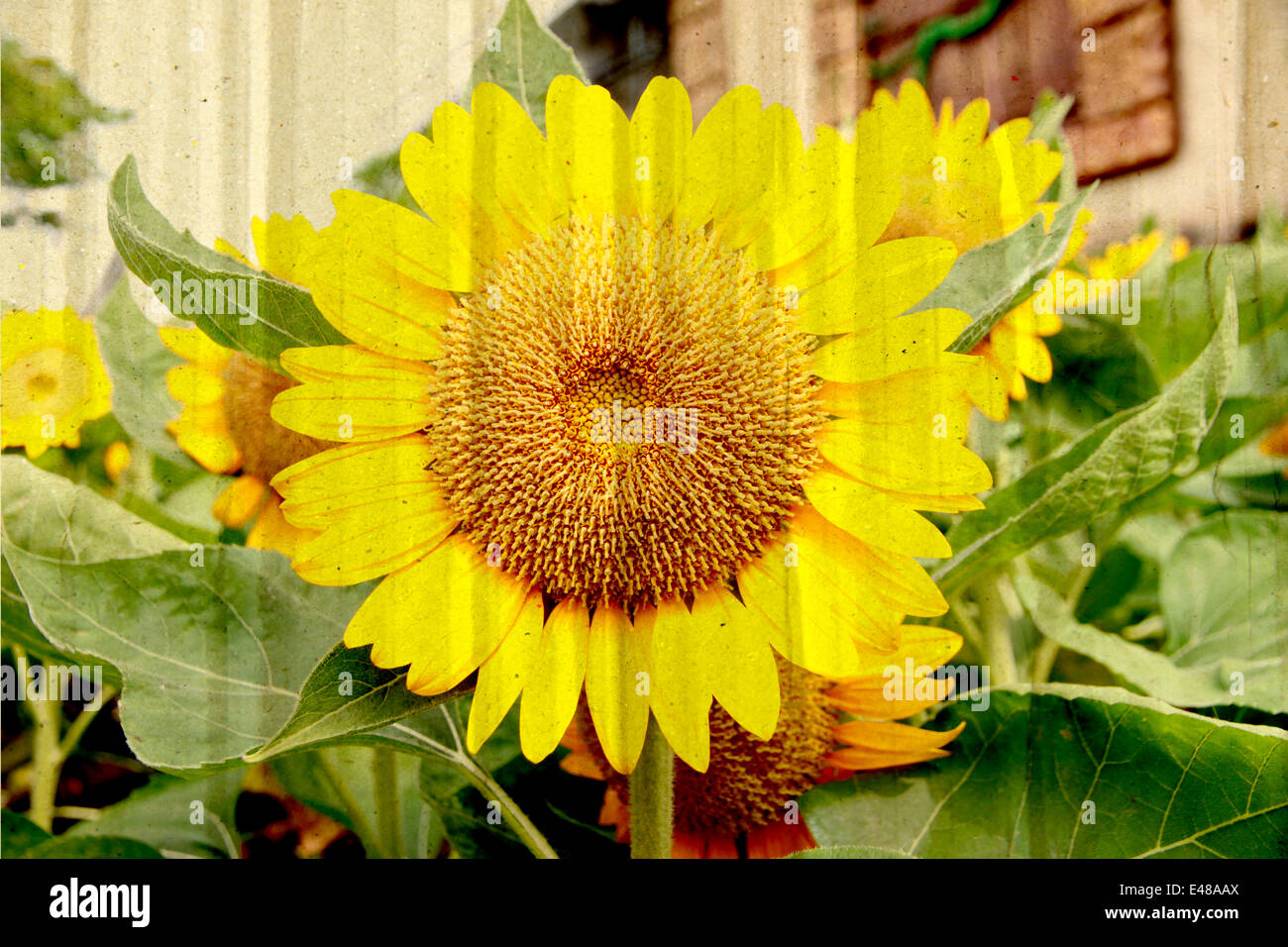 Pappschachtel strukturiertem sackte der Sonnenblume für Vintage-Hintergrund. Stockfoto