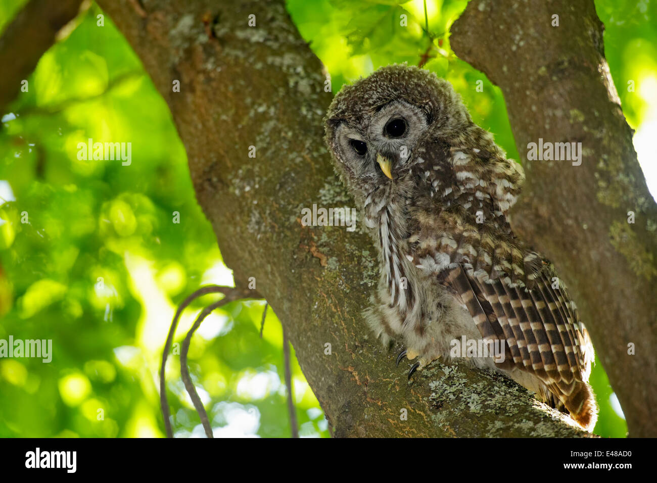 Streifenkauz weiblich thront in großen Ahorn Baum-Beacon Hill Park, Victoria, Britisch-Kolumbien, Kanada. Stockfoto