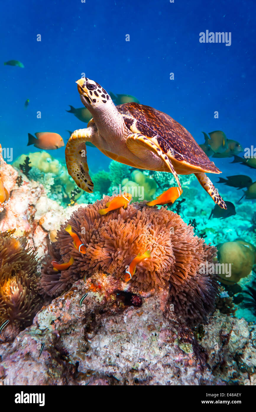 Echte Karettschildkröte - schwebt Eretmochelys Imbricata unter Wasser. Malediven Indischer Ozean Korallenriff. Stockfoto