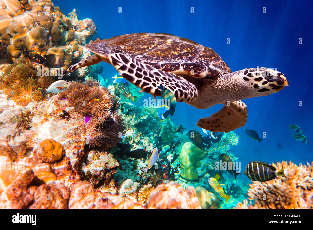 Echte Karettschildkröte - schwebt Eretmochelys Imbricata unter Wasser. Malediven Indischer Ozean Korallenriff. Stockfoto