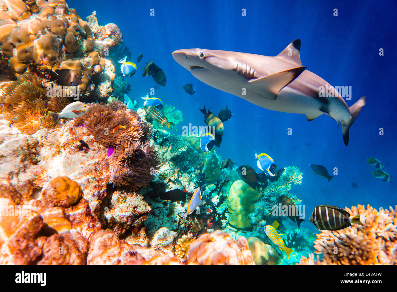 Riff mit einer Vielzahl von harten und weichen Korallen und tropischen Fischen. Malediven Indischer Ozean. Stockfoto