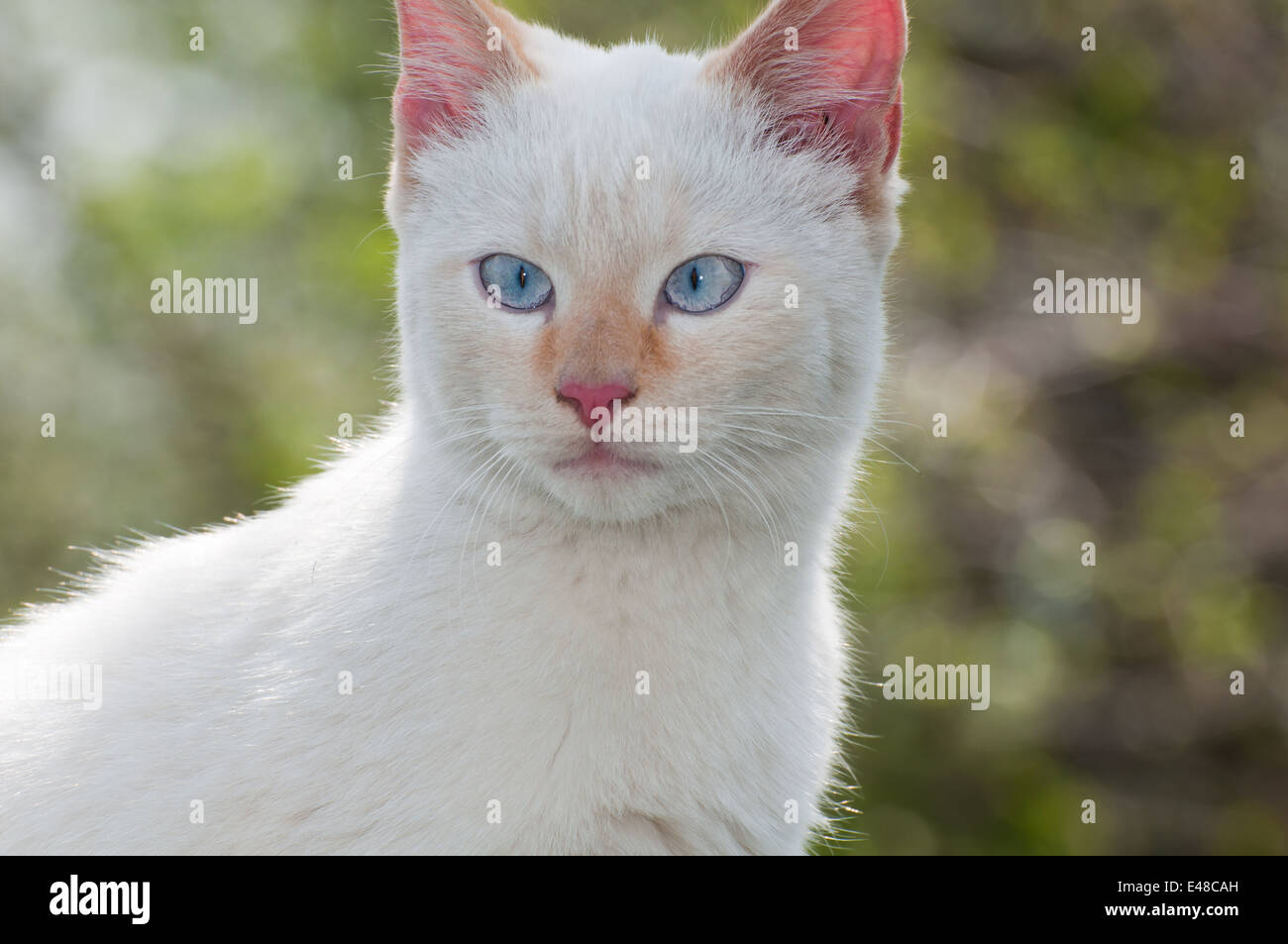 weiß ein Portrait pelzigen Katze Haustier Tiernatur öffnen Luft blau Garten Haar Erwachsenen jungen Gesicht Augen März niemand Stockfoto