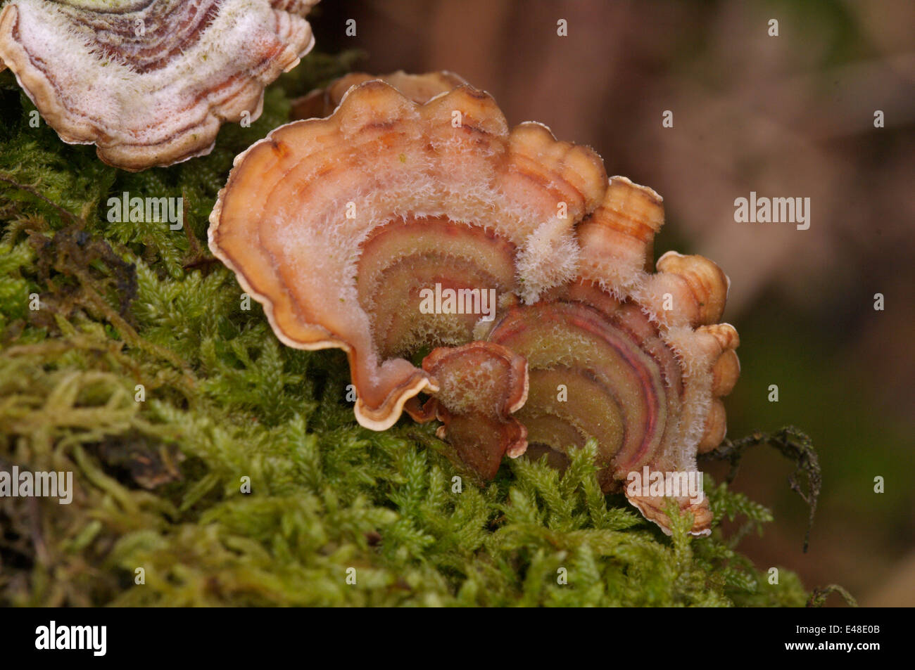 Die Halterung Pilz Stereum hirsutum Stockfoto
