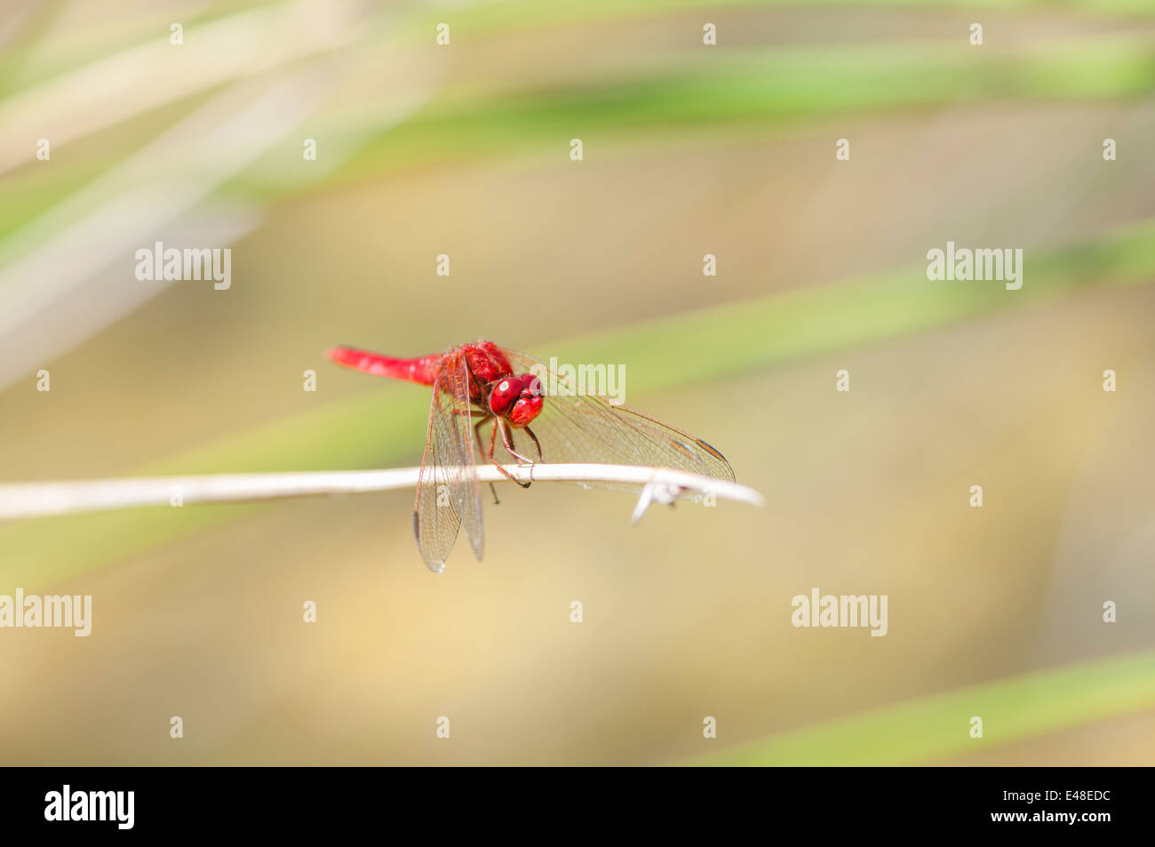 Farbe rot Libelle thront auf einem Ast Stockfoto