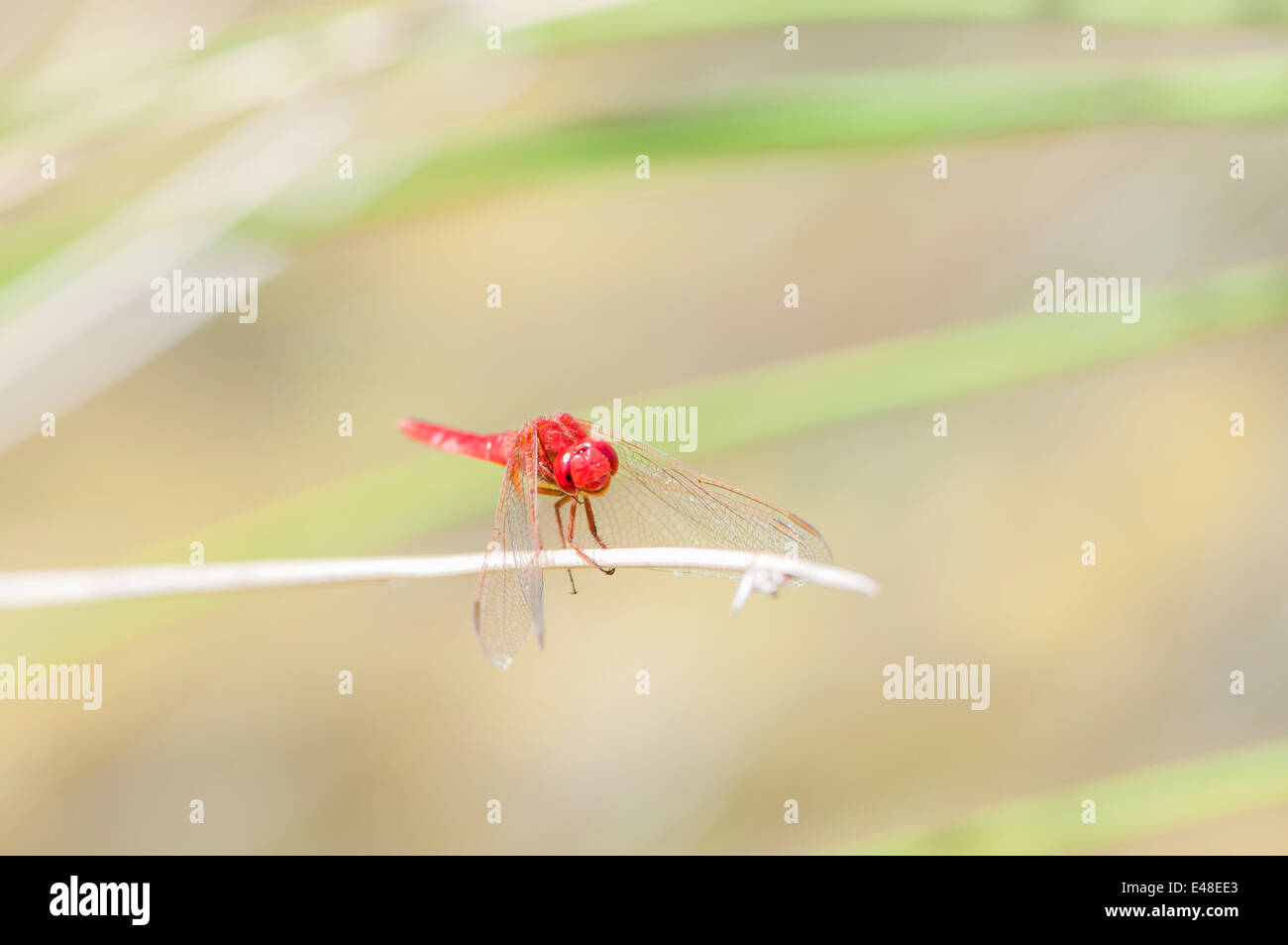Farbe rot Libelle thront auf einem Ast Stockfoto