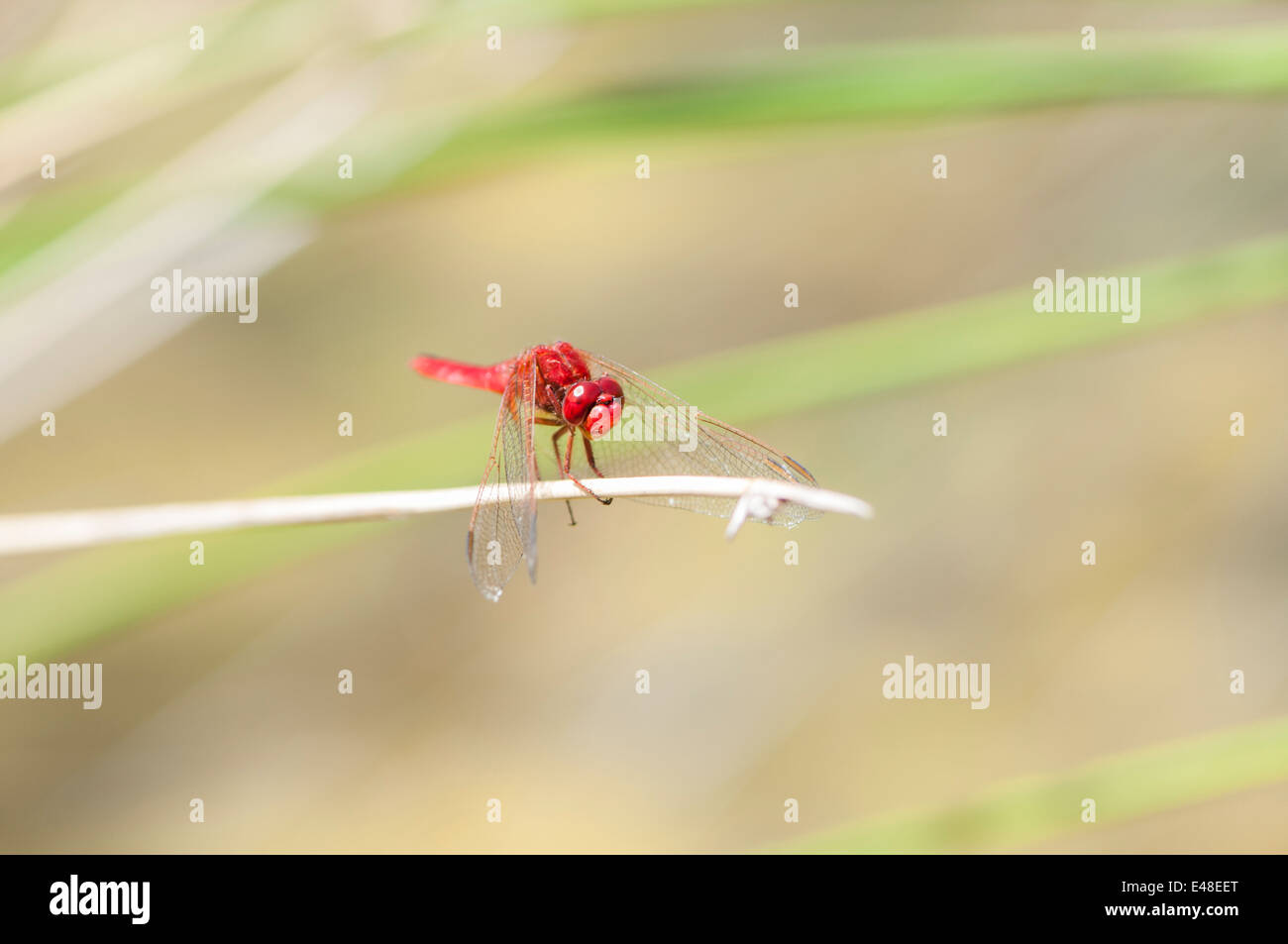 Farbe rot Libelle thront auf einem Ast Stockfoto