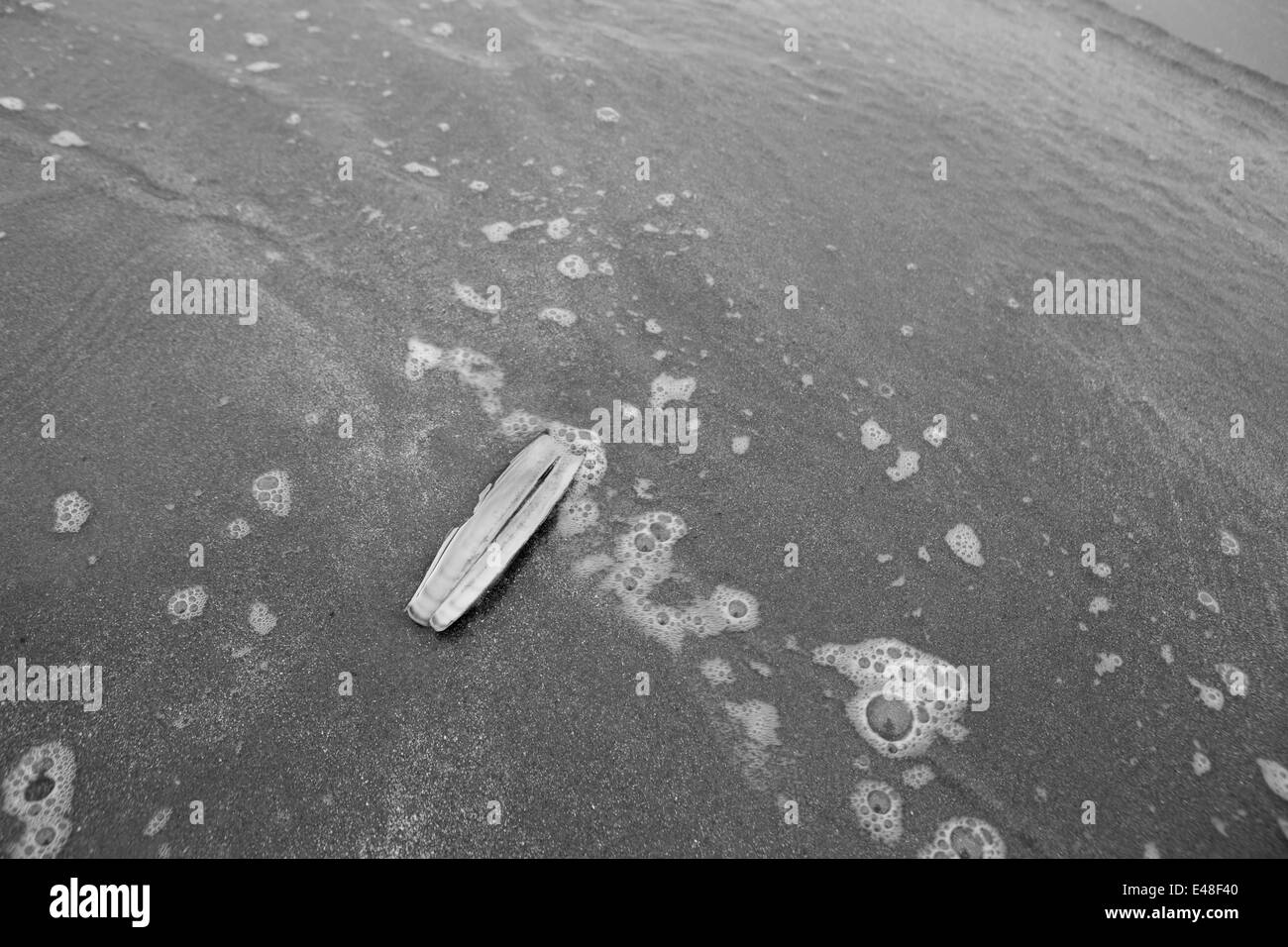 Rasiermesser-Schale am Strand mit Wellen Waschen drüber. Stockfoto